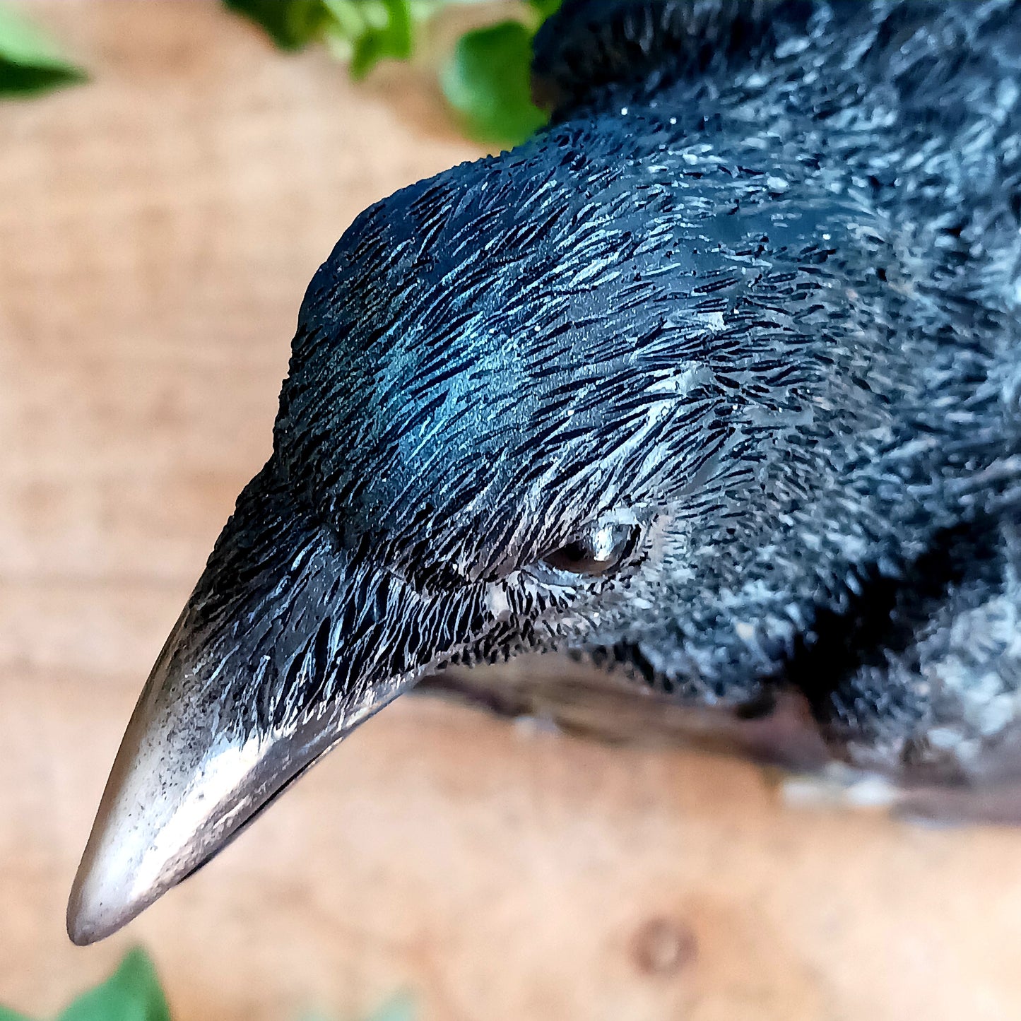 Bring a touch of mystery and nature to your space with this lifelike medium-sized raven figurine. Crafted from high-quality resin, it features meticulously detailed feathers and is perched on a base designed to resemble natural wood. The built-in motion sensor triggers an authentic raven call, adding an interactive and atmospheric element to your décor. Perfect for gothic interiors, nature-inspired arrangements, or as a distinctive gift, this captivating piece blends artistry with surprise for a truly memor