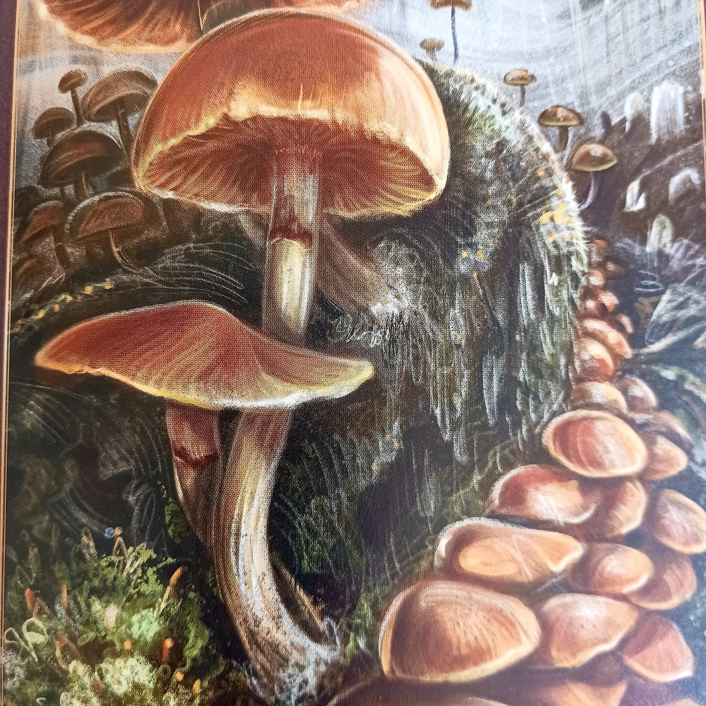 The Little Book of Mushrooms