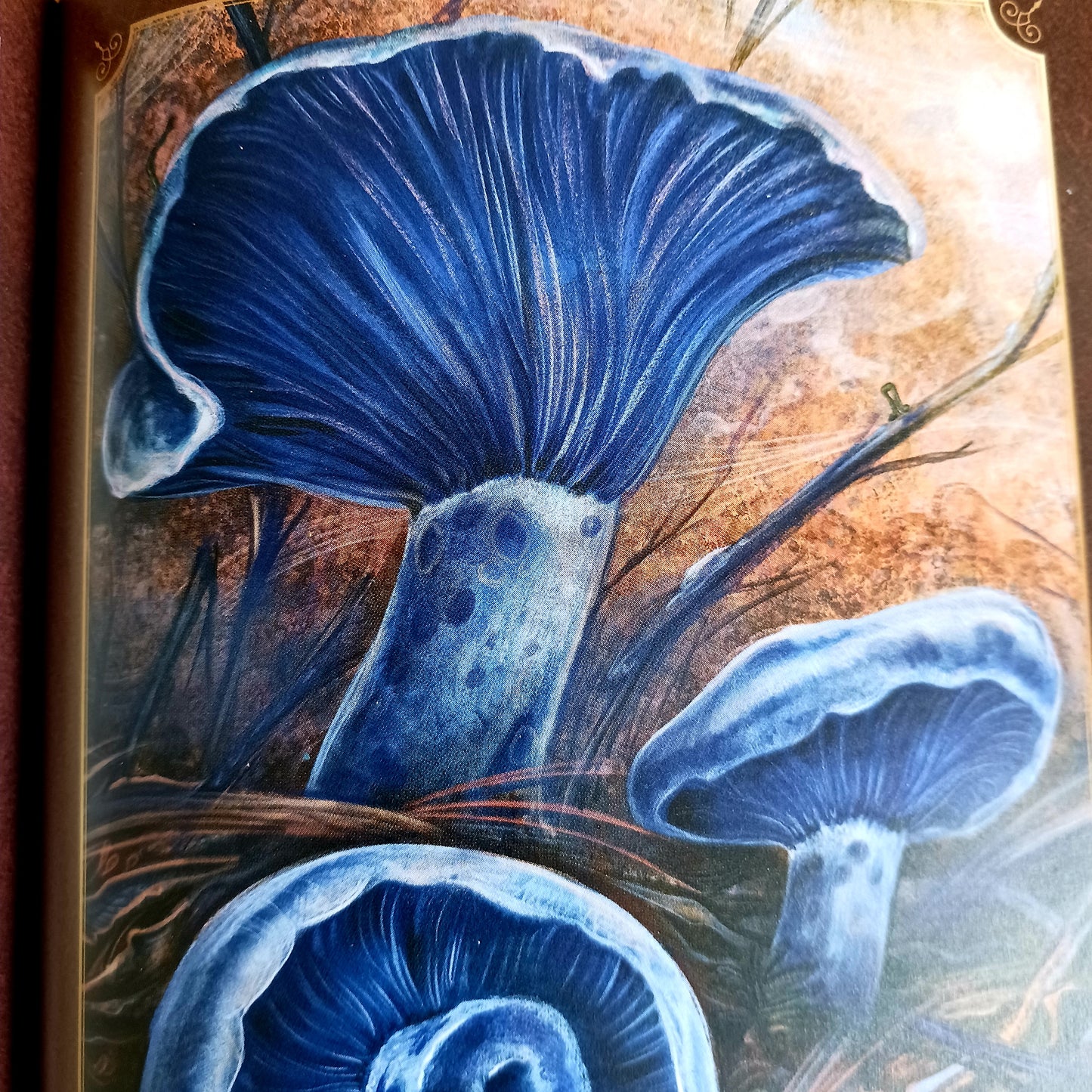 The Little Book of Mushrooms