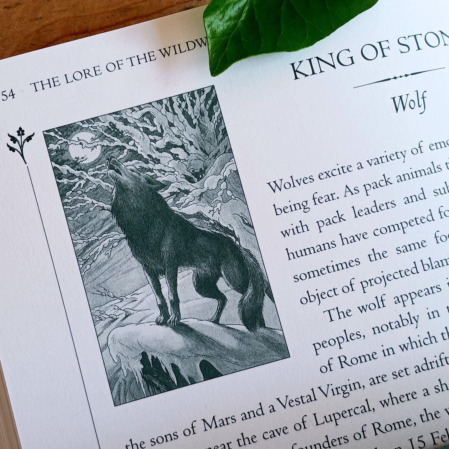 Wild Magic | The Wildwood Tarot Workbook