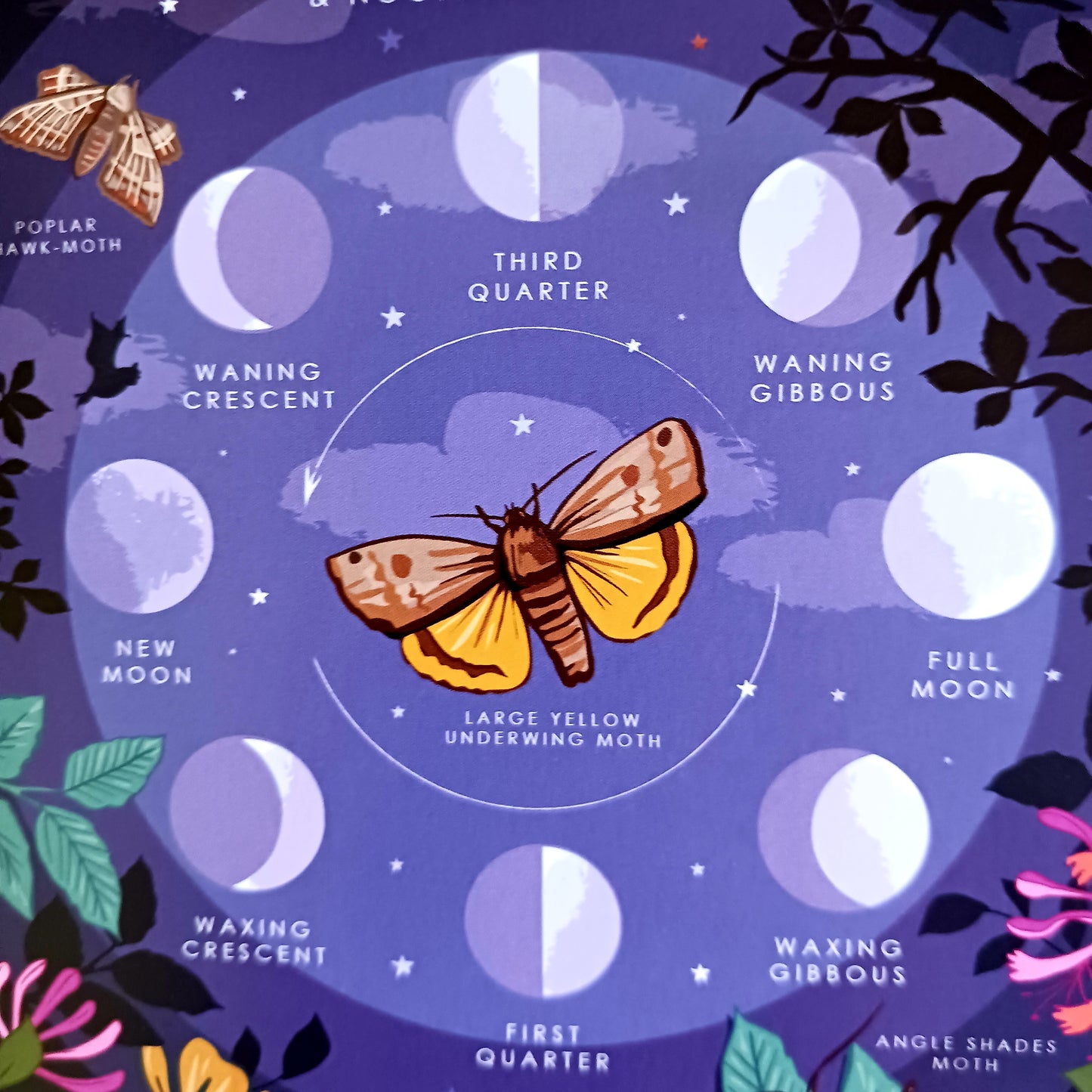 Moon Phases & Nocturnal Moths Greetings Card