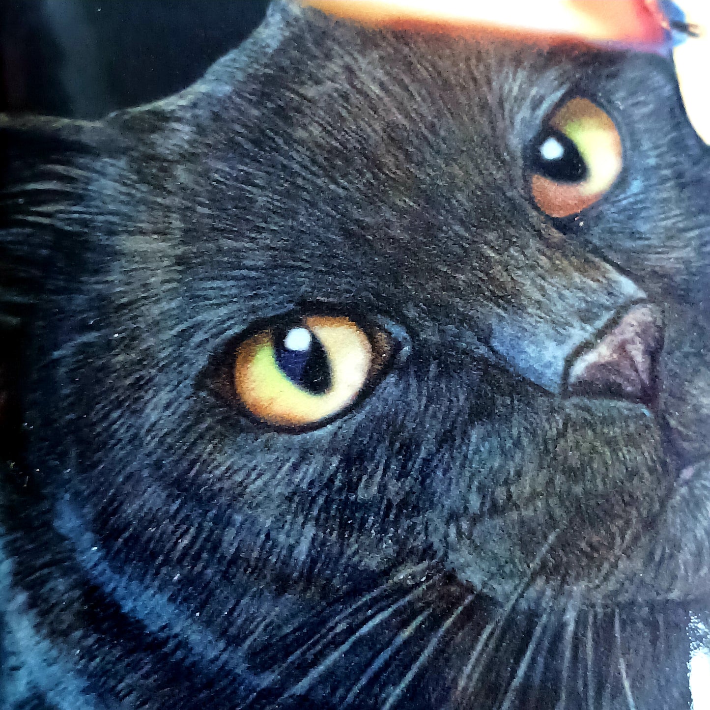 Protect your eyewear in spellbinding style with the Witching Hour Glasses Case by renowned fantasy artist Lisa Parker. Featuring the captivating Witching Hour artwork, this enchanting case is brought to life with vibrant, high-quality printing that truly stands out.